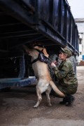 С помощью служебных собак Севастопольской таможни в городе выявлены и изъяты наркотики