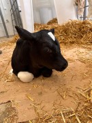 Впервые в России: в Краснодарском крае успешно клонировали корову с рекордными показателями надоев c помощью технологии HMC
