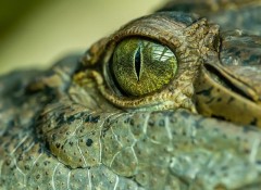 Дончанин пытался вывезти в Казахстан двухметрового крокодила