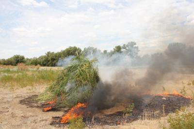 Крупный очаг конопли уничтожен в Лаганском районе Калмыкии