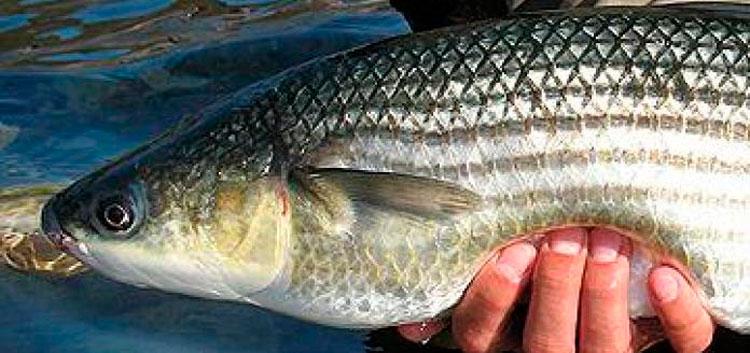 Краевые власти решают проблему добычи рыбы в Азовском лимане