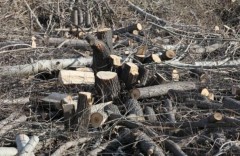 На кладбище Новороссийска вырубили деревьев на миллион рублей