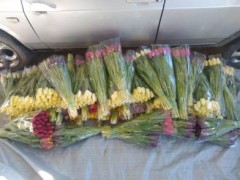 В Белореченском районе раскрыта кража тюльпанов на 70 тысяч рублей