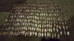 За браконьерство в Азовском море завели уголовные дела на двух рыбаков